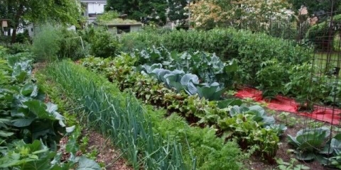 Šta saditi posle jagoda